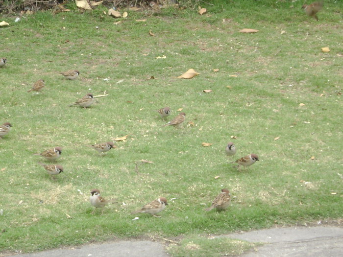 DSC01466.jpg