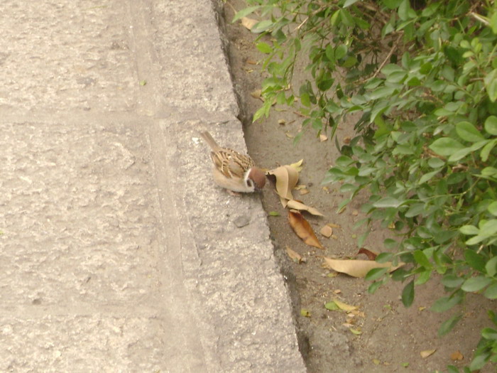 DSC01470.jpg
