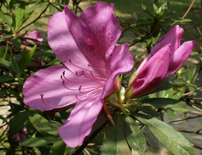 PICT0466.JPG