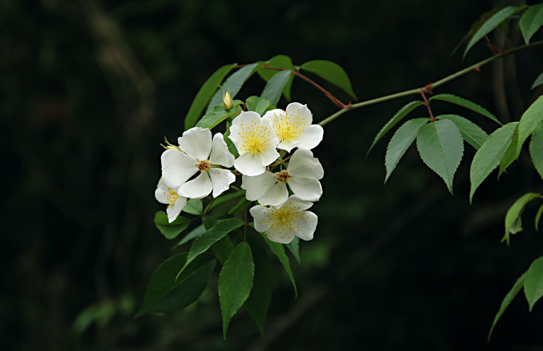 DSC_1030ĳǾޱ.jpg