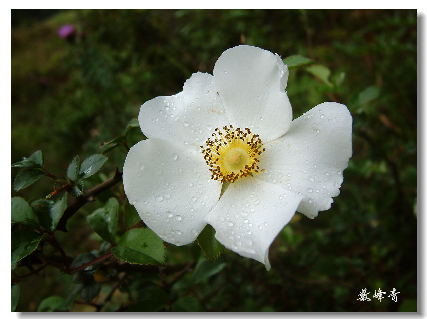 DSCF0161.jpg