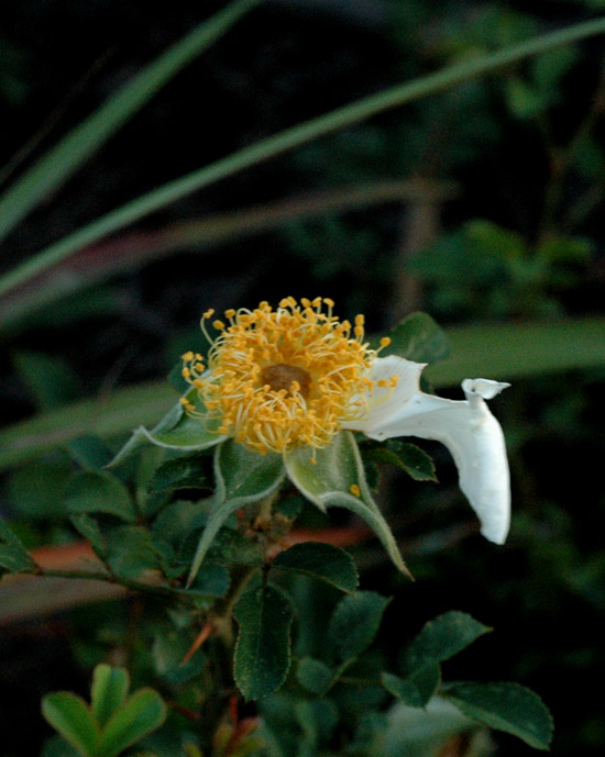 DSC_2296����Ǿޱ.jpg