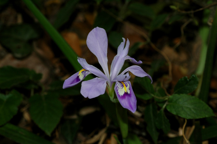 DSC_2063С���β.jpg