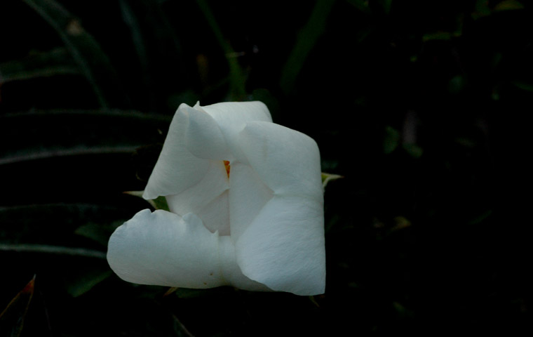 DSC_2292����.Ǿޱ.jpg