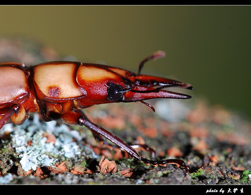 DSC_0142a.jpg