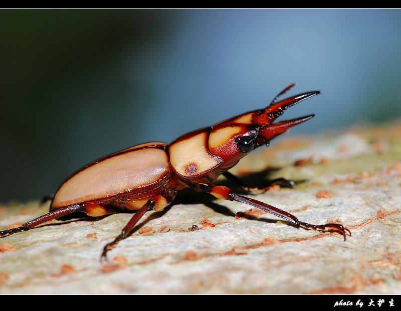DSC_0118a.jpg