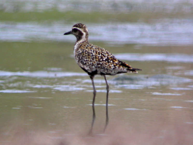 20040912 xiamen xiangan birds.jpg