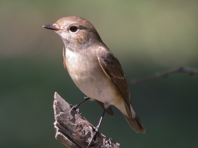 20040918 tianjin xigu birds1.jpg