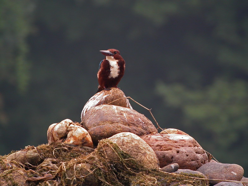 20041026 wuyuan birds1.jpg