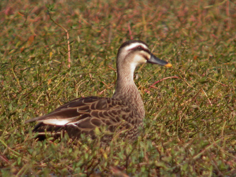 20070101 xiamen birds (1).jpg