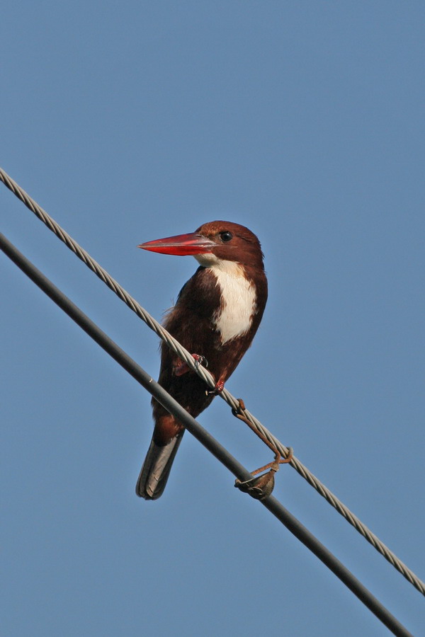 20070101 xiamen birds (4).jpg