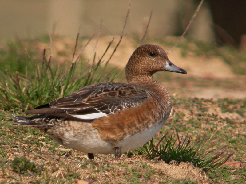 20070101 xiamen birds.jpg