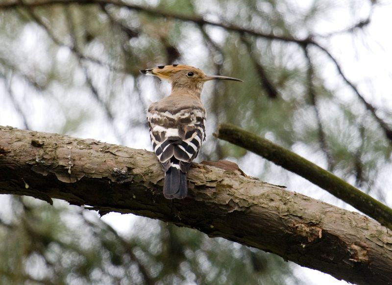 ��ʤ1.jpg