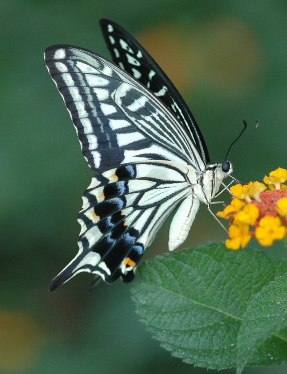 DSC_1365.JPG