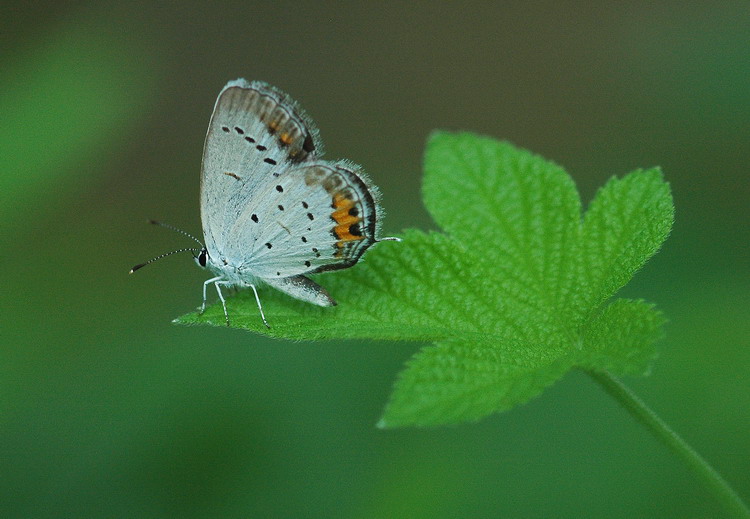 DSC_2444.jpg