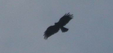 IMG_3635.jpg