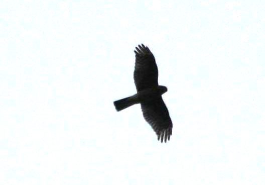 IMG_5379.jpg