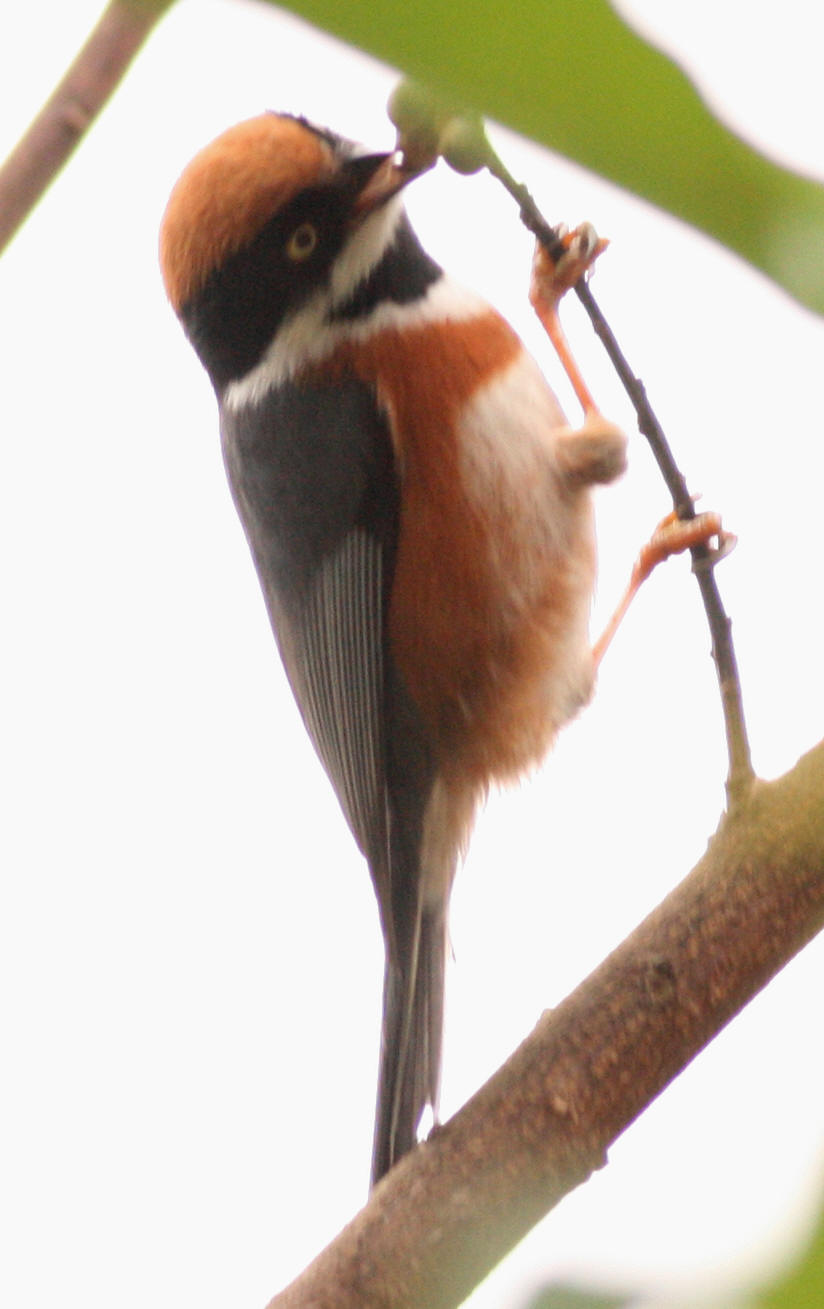 b9618.jpg