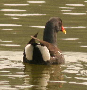 b9775.jpg
