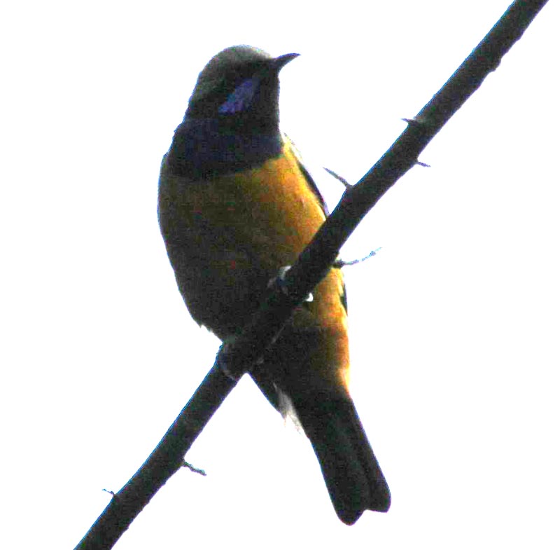 IMG_7893.jpg