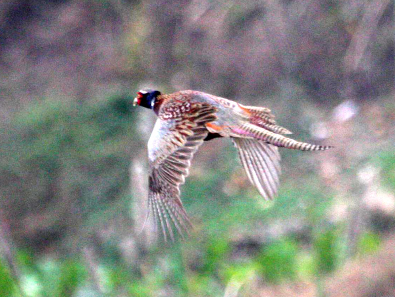 IMG_9835.jpg