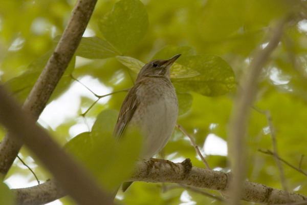 DSC_9615_С.jpg