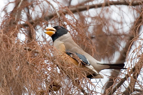 DSC_9715_С.jpg