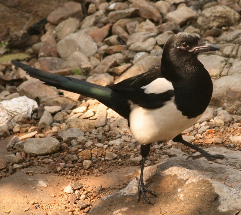 c3492.JPG