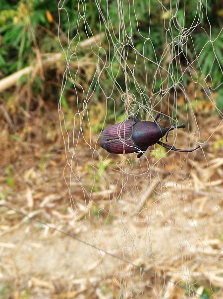 ���׳涼�Ӳ��������޵���