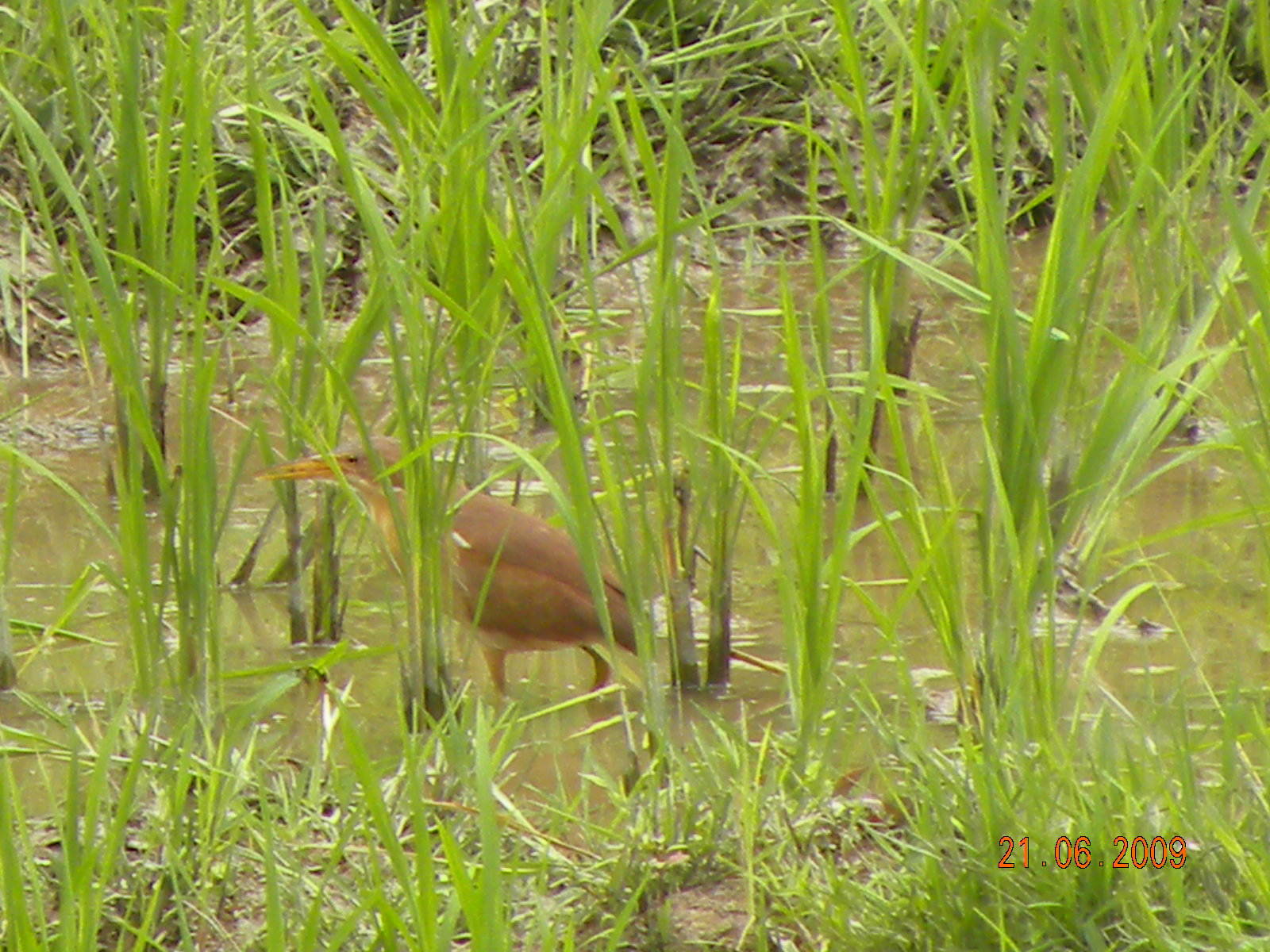 06.21.11.01b.jpg