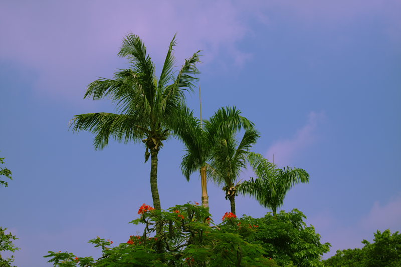 DPP_4713.JPG