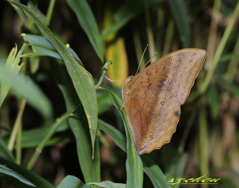 ۷Discophora sondaica Boisduval