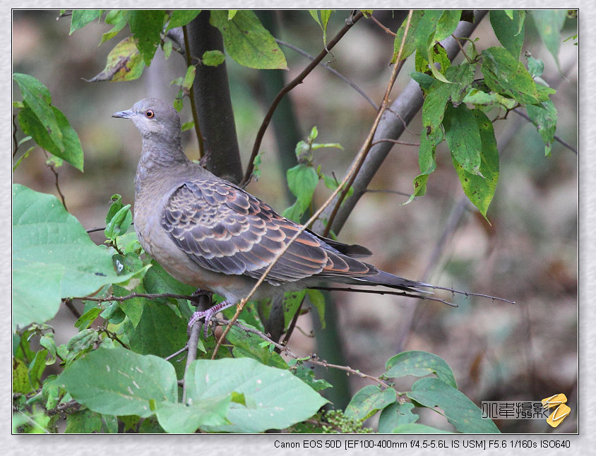 ת����,���Ҳû�кڰ�ɫ���ƵĿ�״��
