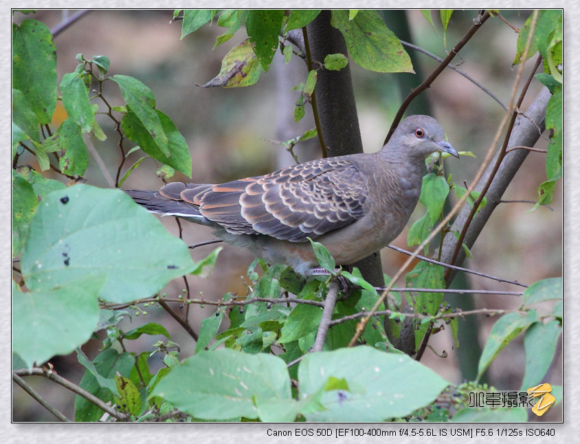 �ұ�û�кڰ�ɫ���ƵĿ�״��