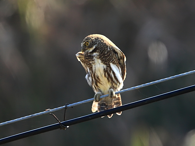 DPP_6930��1.jpg