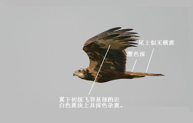 ɫ͵İ׸δ.jpg