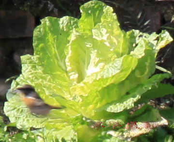 �����ڴ�ײ˵Ĵ�ɽȸ.jpg