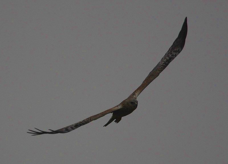 IMG_2823.jpg