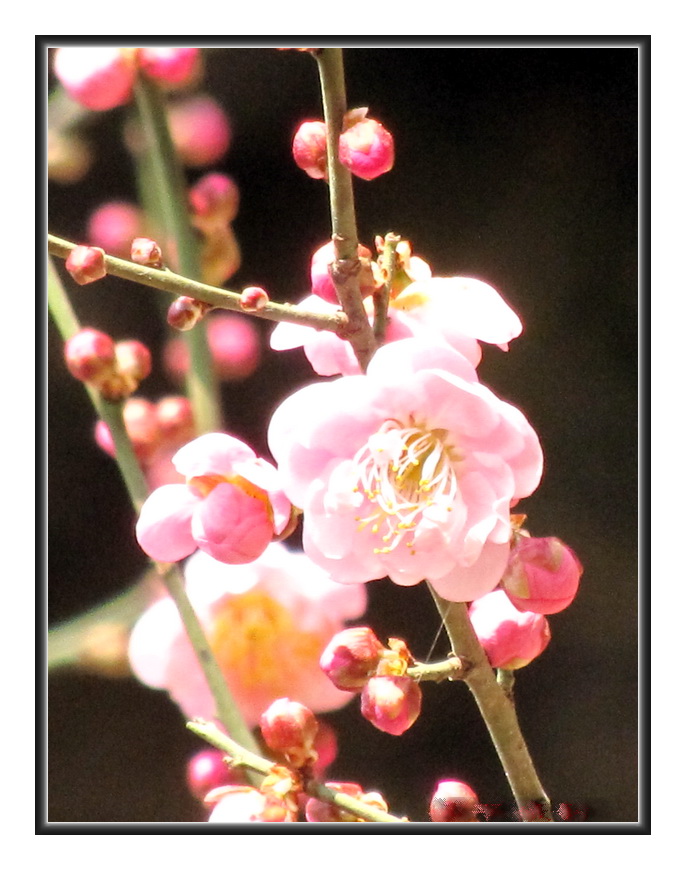 20100117��ˮ����÷ͼ.jpg