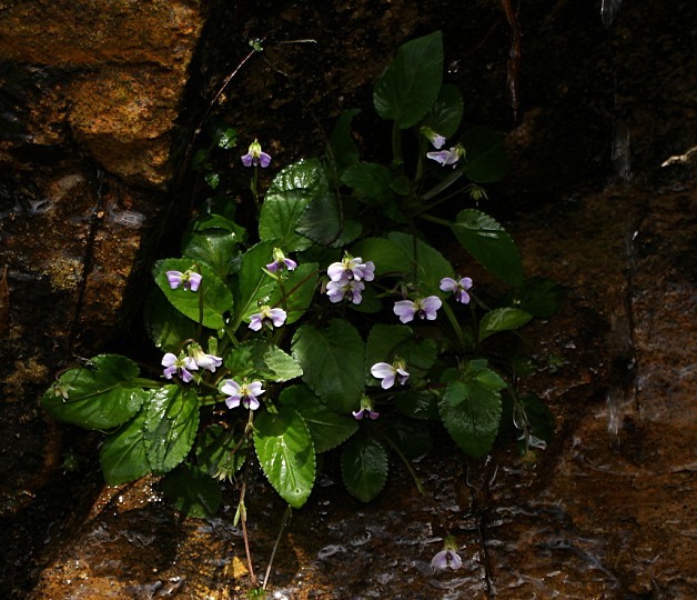 Viola diffusa.jpg