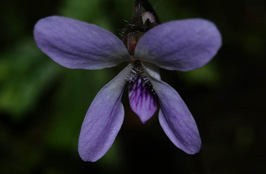 ëˣViola fargesii.jpg