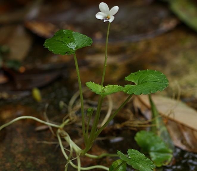 ԲˣViola davidii.jpg