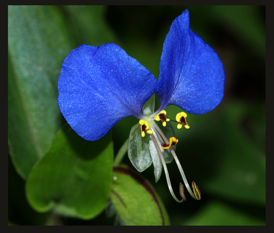 ѼŲݣCommelina communis1s.jpg