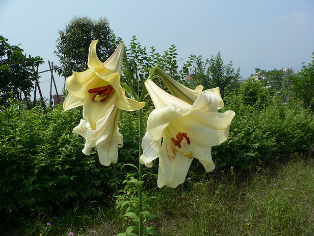 ҰٺP1050524-00.jpg
