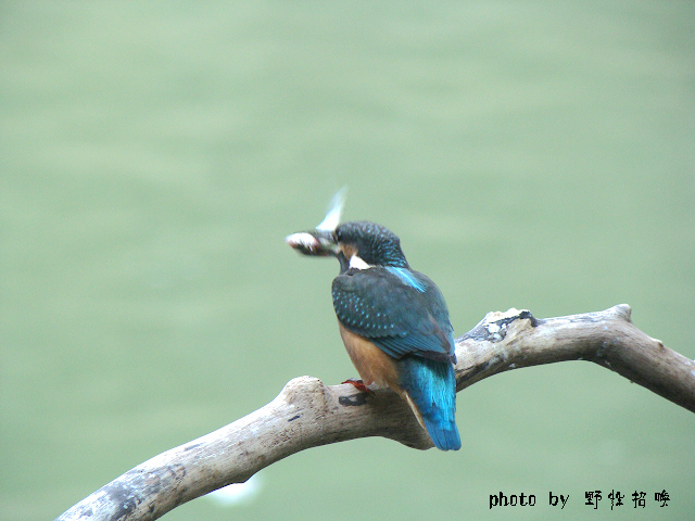 DSC04270.jpg