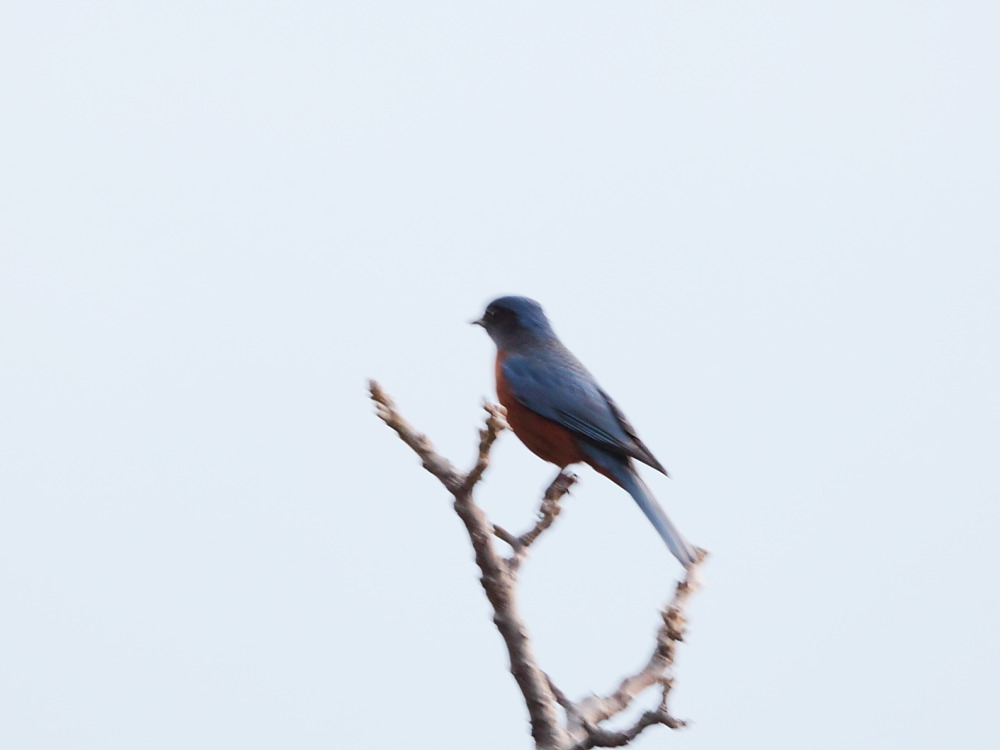 DPP_0083.JPG