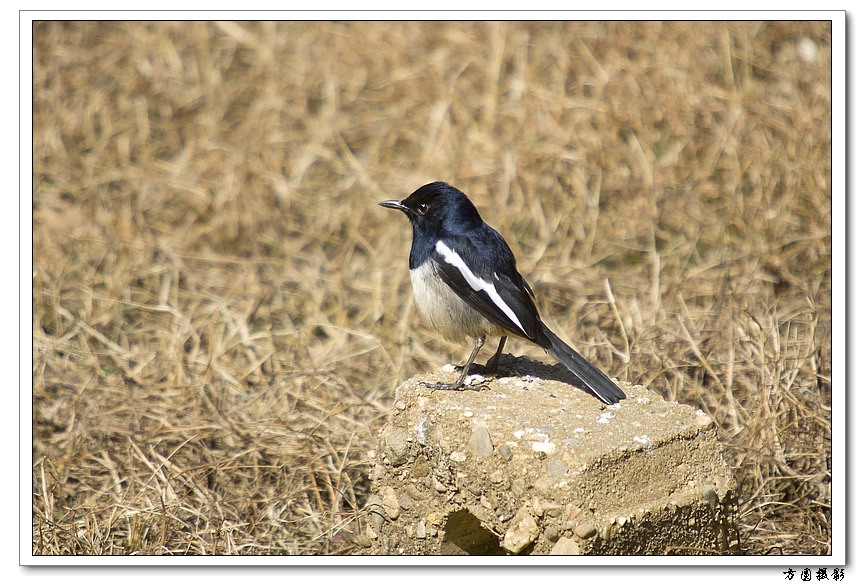 2011.1.12 (20).JPG