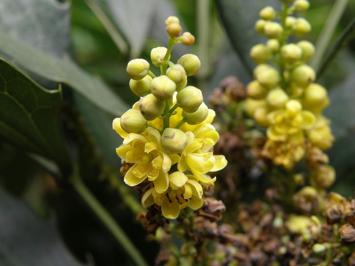 Mahonia fortunei_ʮ__ԭҰ_2009-10-4.jpg