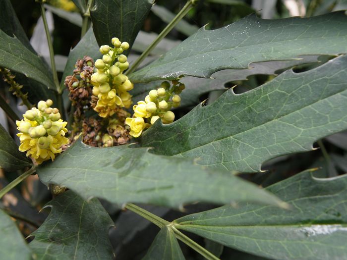 Mahonia fortunei_ʮ.jpg