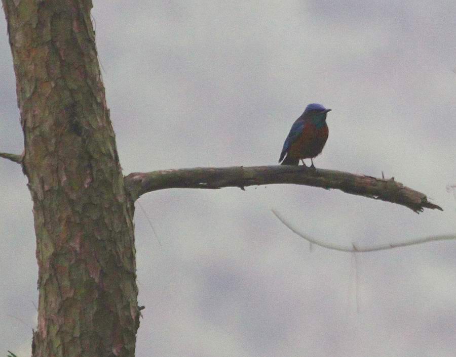 IMG_2249.jpg